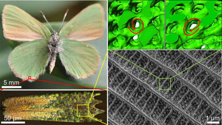 FAU researchers answer key question on the microstructure of butterfly wings using electron tomography
