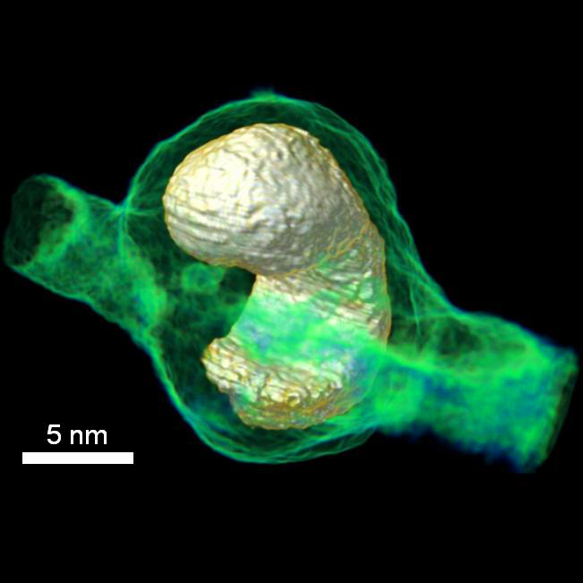 Tomogram of PbSe quantum dot (silver-yellow) grown around single-walled carbon nanotube bundle (green-blue).